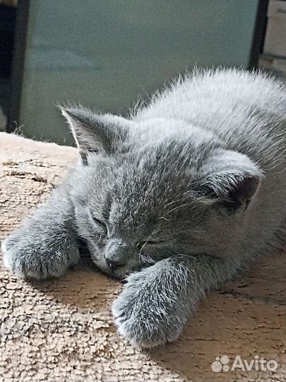 Кото-ребенок