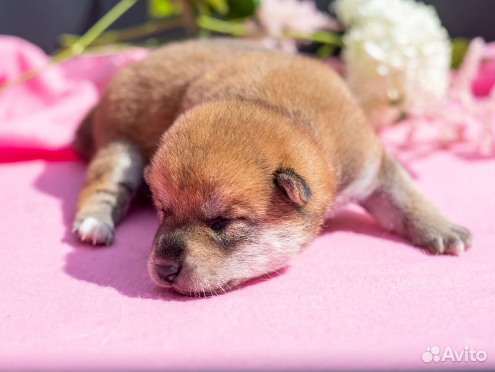 Собаки сиба ину щенки