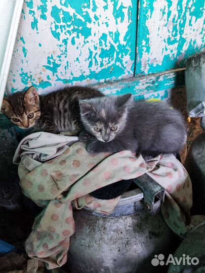 Кошки в добрые руки
