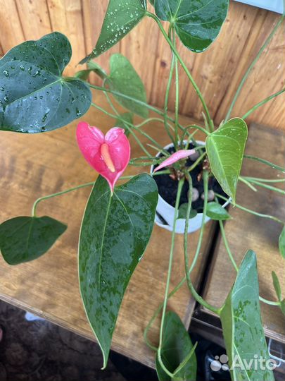 Комнатные цветы Антуриум