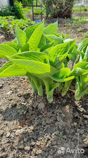 Хоста весь куст