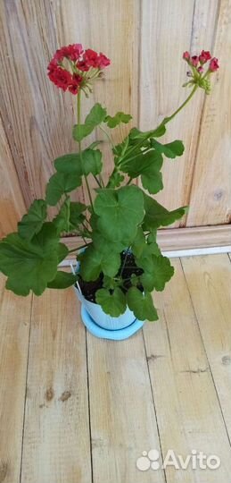 Пеларгония герань сортовая