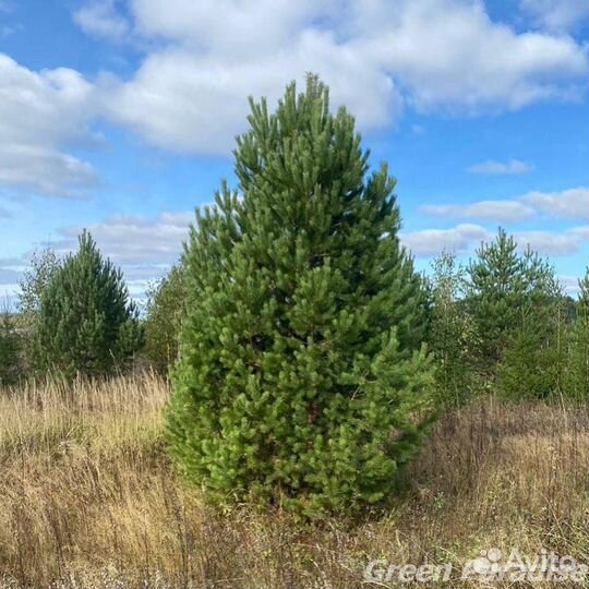 Сосна обыкновенная