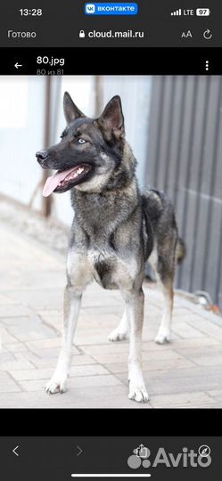 Метис Хаски в добрые руки