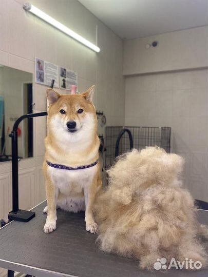 Экспресс-линька собак