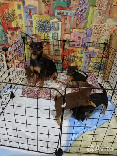 Той-терьер щенки