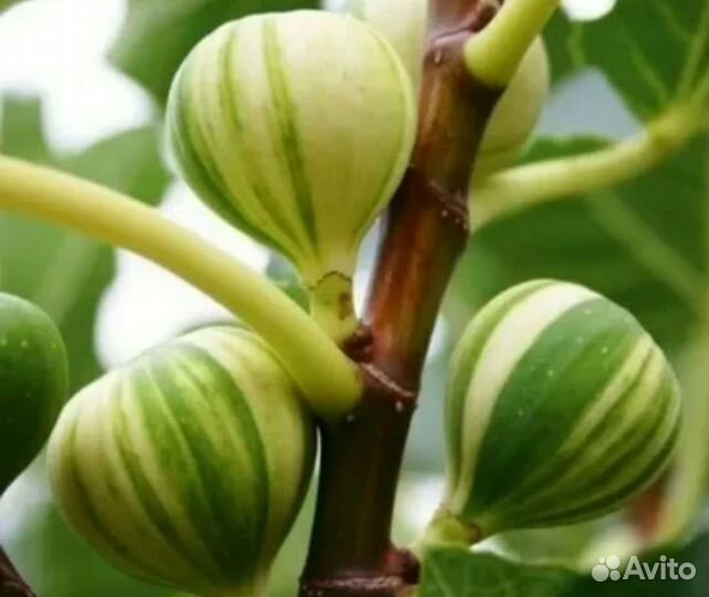 Саженцы инжира