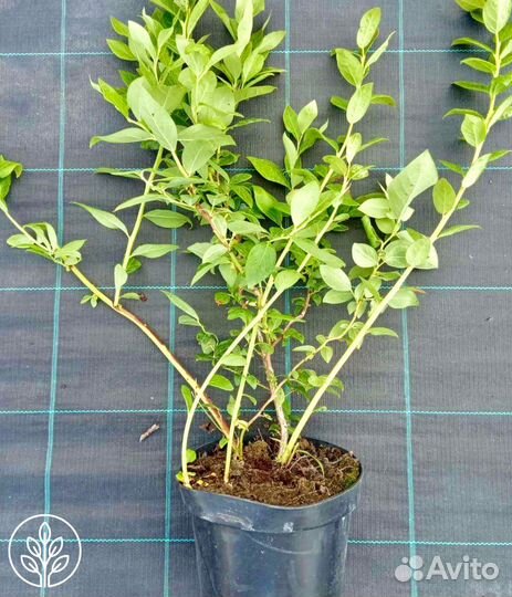 Саженцы голубики