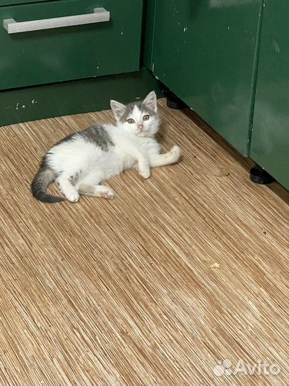 Котенок мальчик