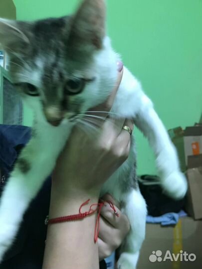 Молодая кошка (6 мес)