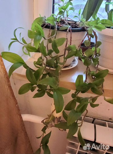 Продам цветы комнатные
