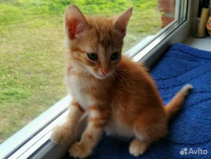 Котята в добрые руки