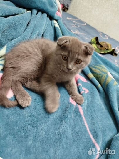 Вислоухие котята