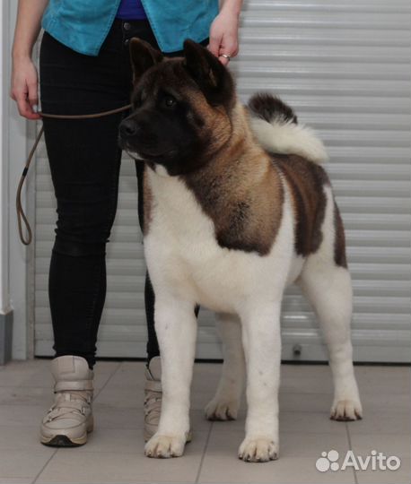 Американская акита вязка