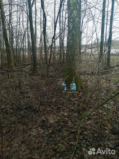 Березовый сок