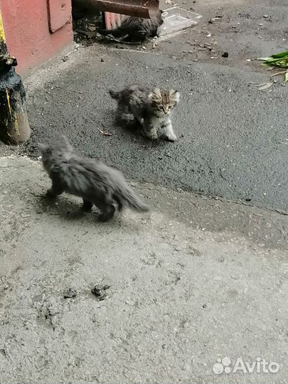 Котята в добрые руки бесплатно