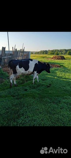 Корова и тёлка