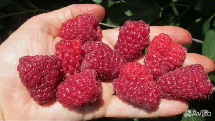 Малина Кримсон Найт саженцы