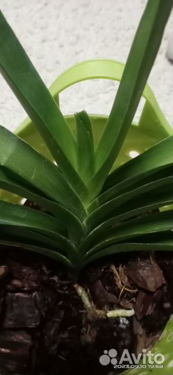 Орхидея ванда