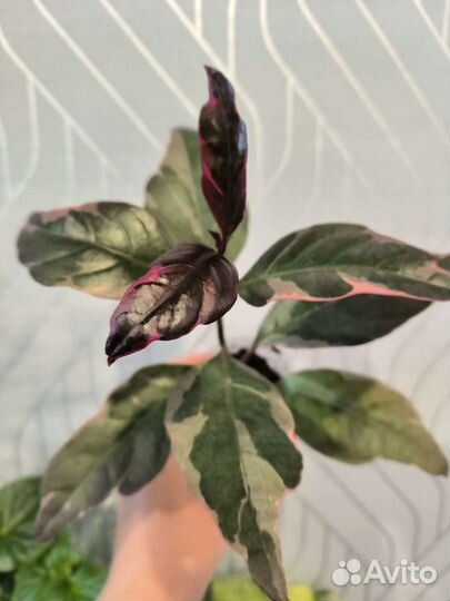 Псевдоэрантемум багряный