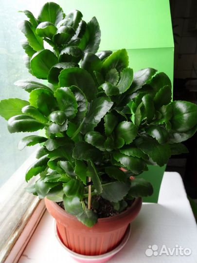 Комнатные растения цветущие