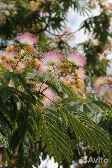 Акация ленкоранская (альбиция) саженец