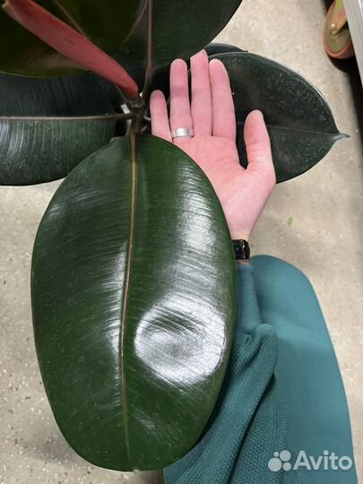 Фикус Абиджан, Робуста