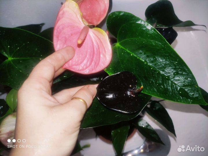 Антуриумы разные сорта