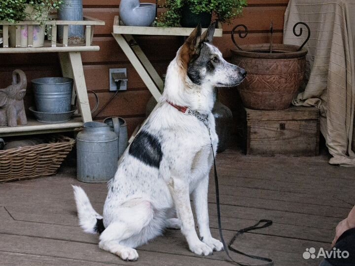 Собака девочка с разными глазами