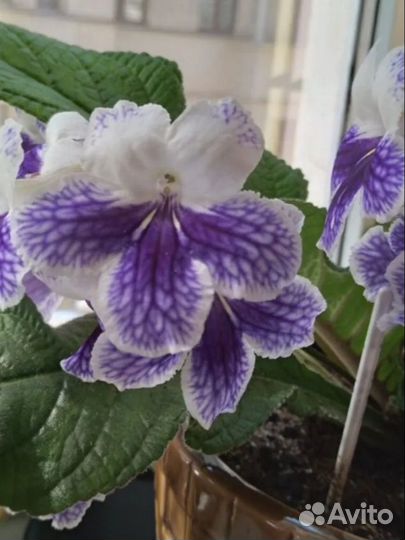 Стрептокарпус