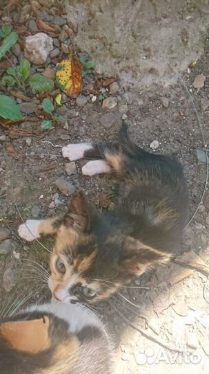 Котята в добрые руки бесплатно