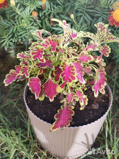 Колеусы вегетативные