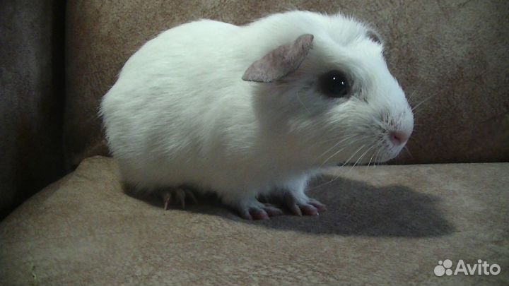 Детёныши морской свинки