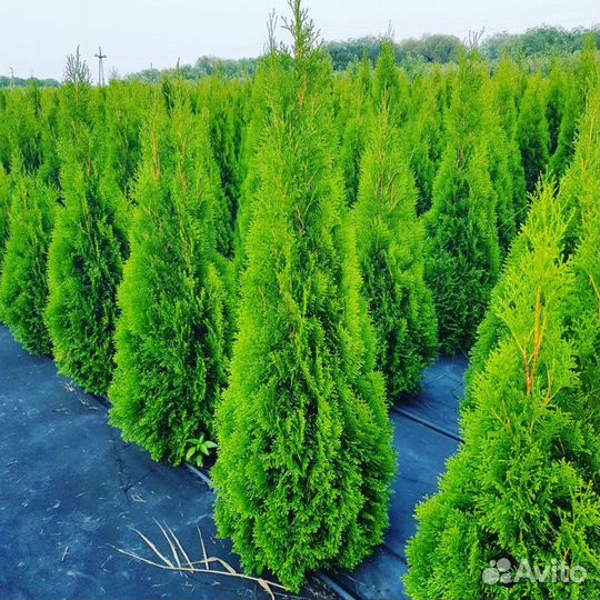 Туи Смарагд Брабант из Питомника + Гарантия