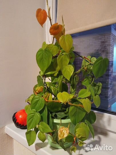 Филодендрон лимон лайм