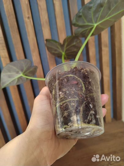 Алоказия Регал Шилдс / Alocasia RegalShields