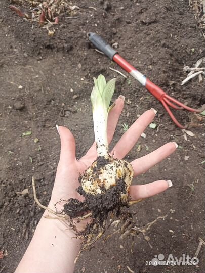 Растения для сада