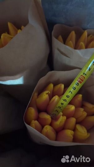 Тюльпаны к 8 марта