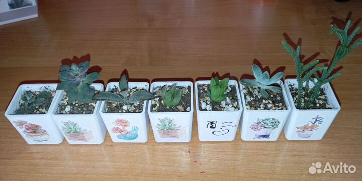 Суккуленты в горшочках
