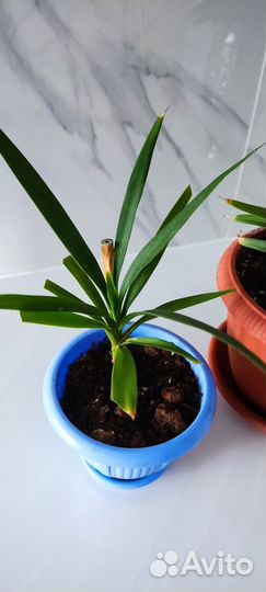 Пальма Драцена