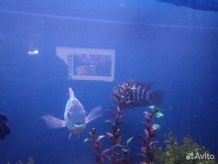 Аквариумные рыбки. Цихлиды