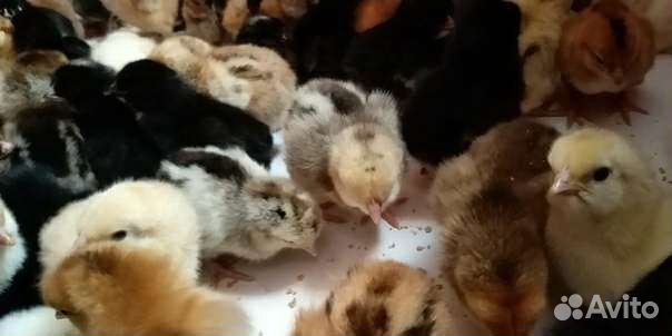 Цыплята. Несушки разных пород