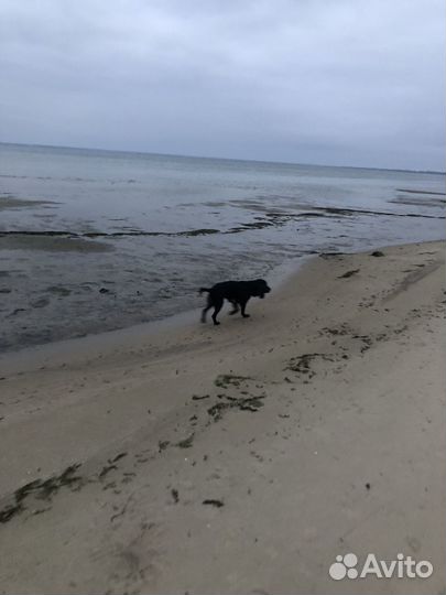 Щенки спаниеля (рос) бесплатно