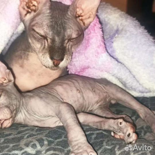 Донской сфинкс котик