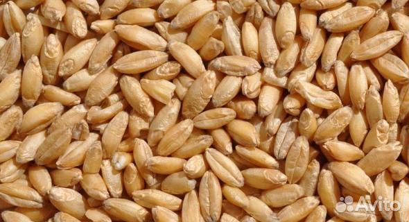 Корма для сельскохозяйственных животных