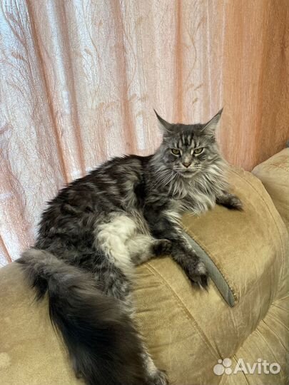 Коты майкуны