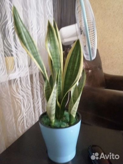 Сансевиерия сортовая