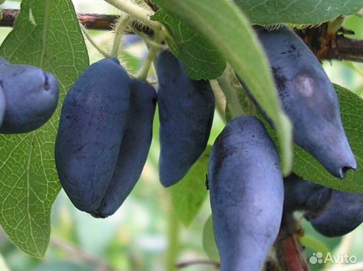 Саженцы фундука, жимолости, смородины