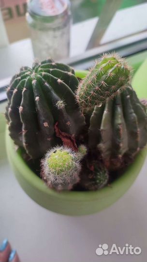 Кактус цветущий