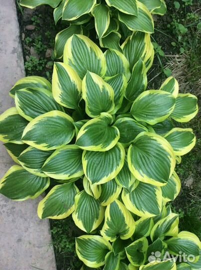 Хосты цветы для сада